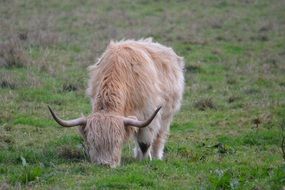 highland calf