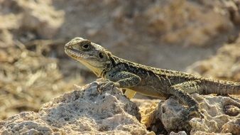 lizard on the rocks