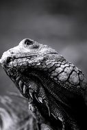 portrait of an iguana in black and white