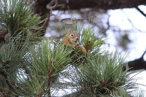 squirrel on a spruce branch