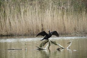 Bird Wing Animal