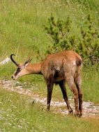 chamois is on the trail