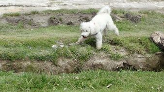 white poodle
