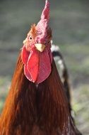 Portrait of cock in nature