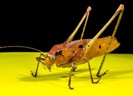 grasshopper on a surface on a black background