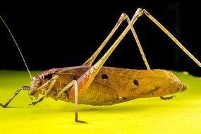 grasshopper stands sideways on a surface on the black background