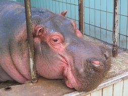 cute hippo near the fence