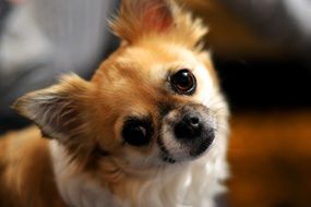 face of Chihuahua Dog looking up