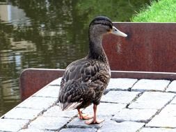duck stands on the rocks