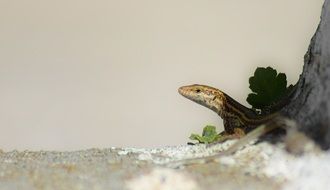 Small lizard in nature