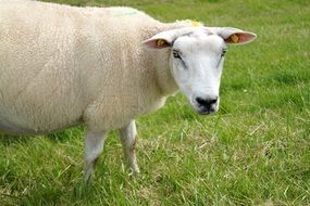 white sheep stamped on a pasture