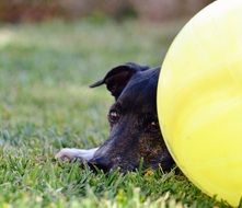 tired dog relaxes in the garden