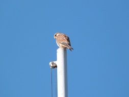 Beautiful Little Prey Bird