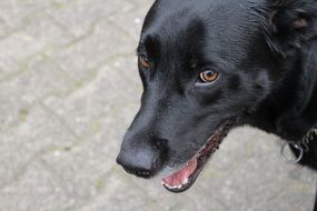 photo of black labrador face
