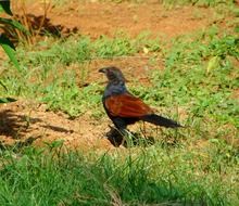 crow pheasant among green grass in the sun