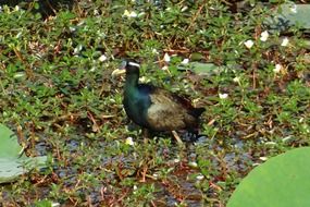 bronze-winged jacana in wildlife, karnataka, india