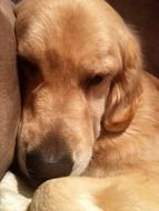 golden retriever in the sunlight