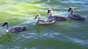 four young swans in wildlife