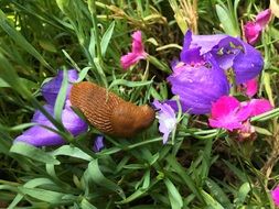 Slug in the flower garden