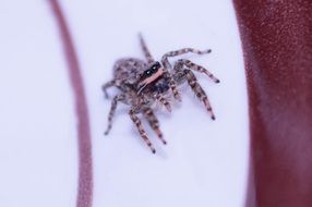 jumping spiders in macro