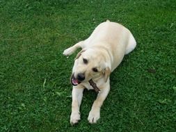 gold labrador with stick