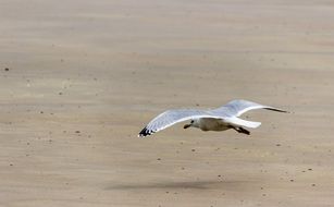 seagull is flying close to the beach