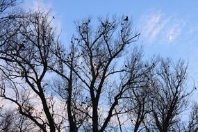 raven on the top branch of a tree