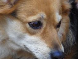 face of small red and white dog close up