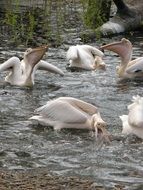 pelicans eating fish in the water