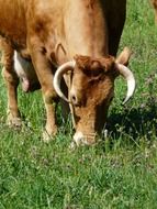 cow grazing on green grass