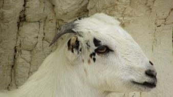 white goat like an animal in cyprus