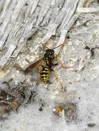 Wasp Insect closeup