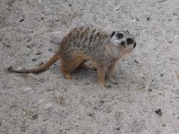 meerkat stands on sand