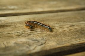 striped Hairy Caterpillar on wooden board