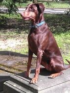 Doberman is a German breed of dog