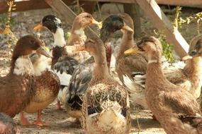 domestic ducks in the garden