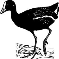 painted jacana