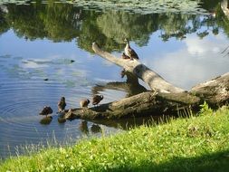 duck perched on the died tree branch