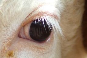 white cow eye