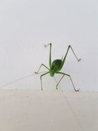 green spike