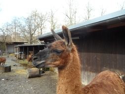 red lama in Petting Zoo