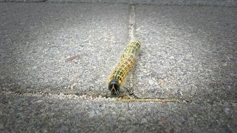 Yellow caterpillar on the ground