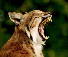 photo of yawning lynx