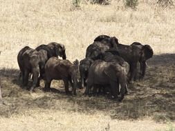 herd of elephants on dry grass in africa