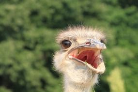 portrait of an ostrich with opened beak