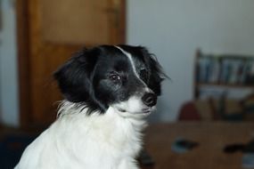 Portrait of the black and white dog