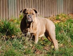 bulldog stands in green grass near the fence