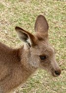 photo of a kangaroo head