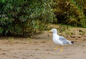 the Seagull is walking on the sand