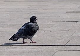 Pigeon Walk
